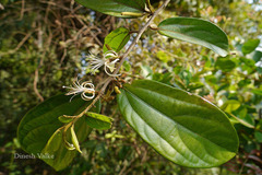 Alangium hexapetalum